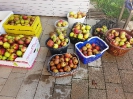 Apfelsaftpressen mit der Jugendgruppe